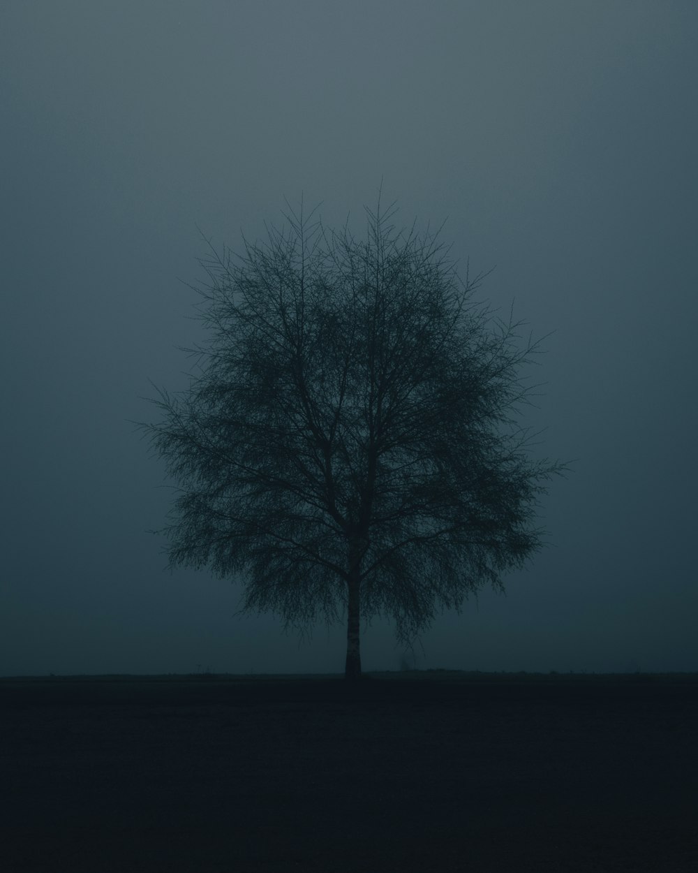 uma árvore solitária em um campo nebuloso
