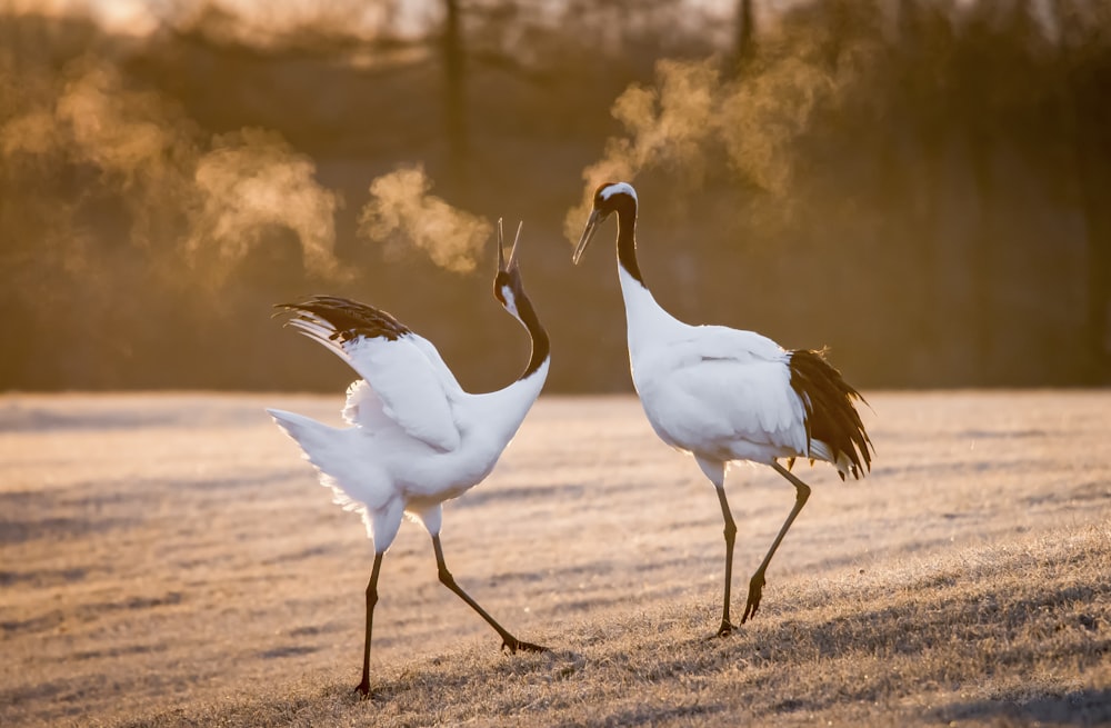 two cranes are walking in the snow together