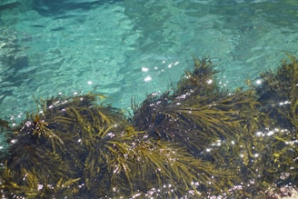 A vibrant field of green seaweed under clear blue water.