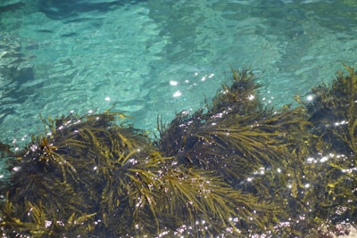 A vibrant field of green seaweed under clear blue water.