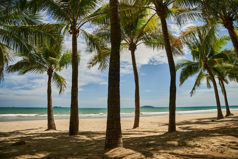 a beach with palm trees and the ocean in the background