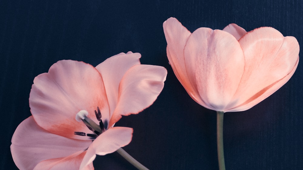 duas flores cor-de-rosa em um fundo azul escuro