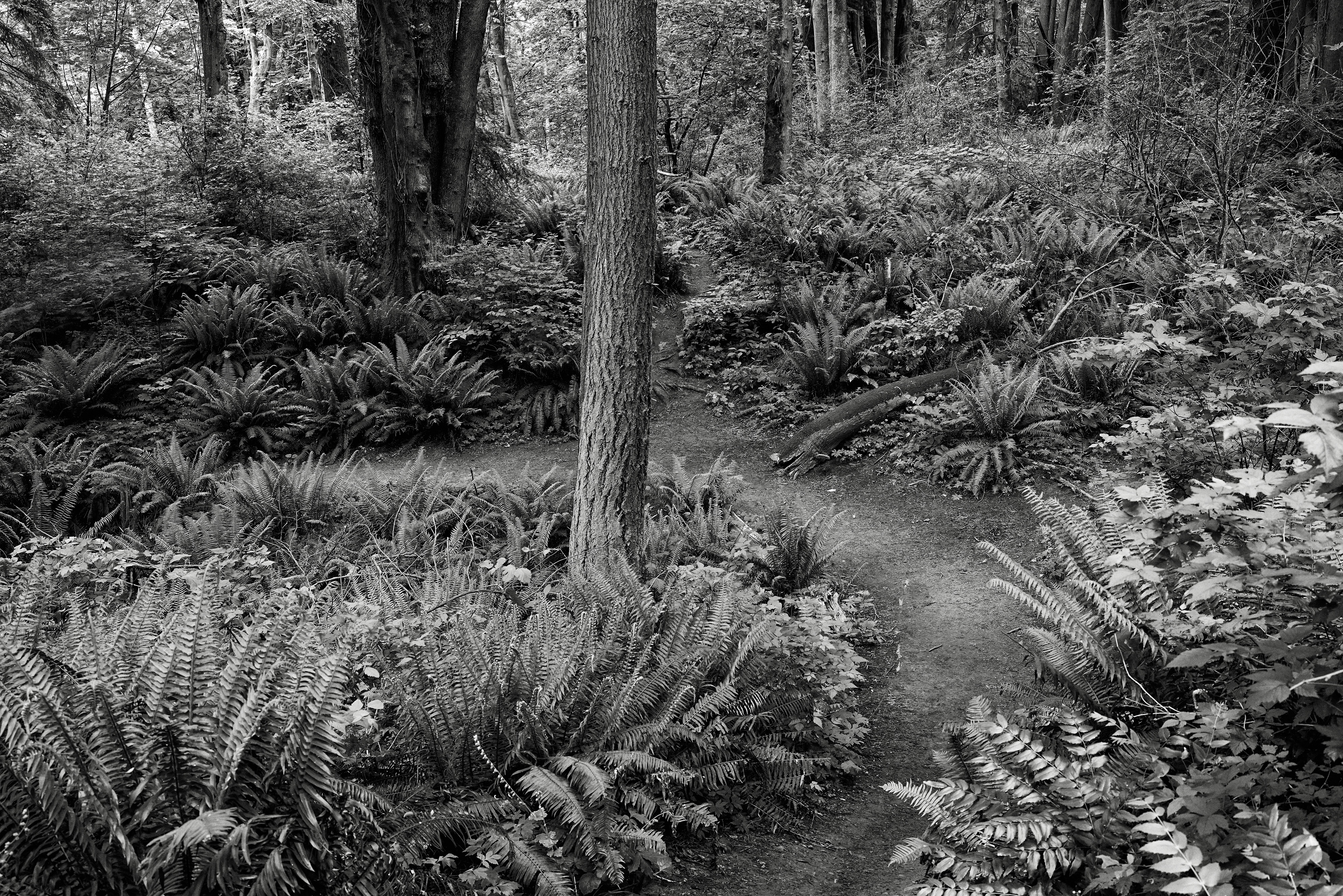 foto hitam putih dari jalan setapak melalui hutan