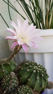 A blooming cactus with delicate pink flowers under soft natural light