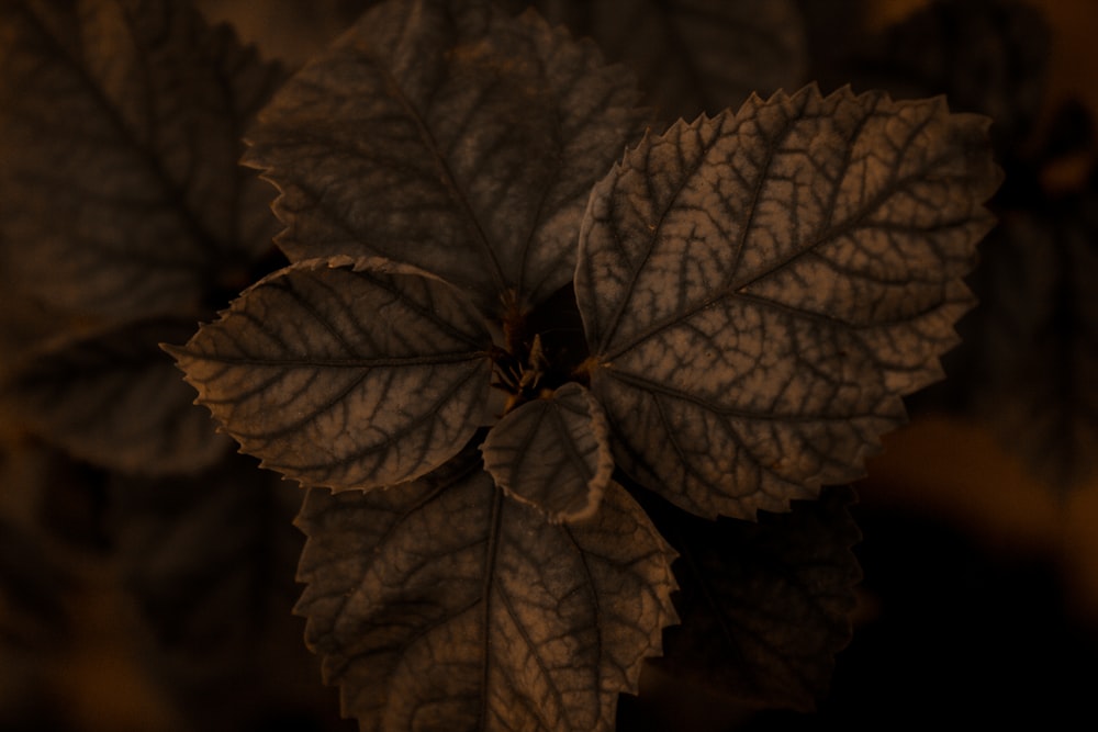 a close up of a green leaf on a plant