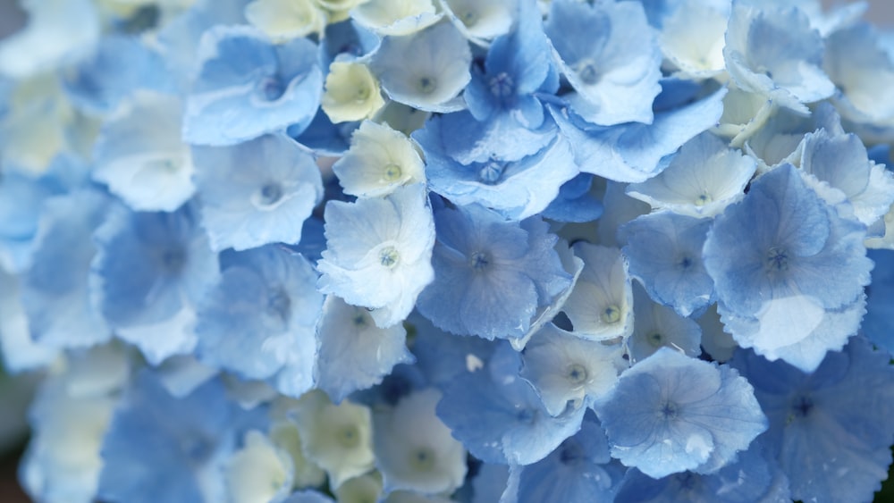 a close up of a blue and white flower