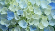 A calming cluster of blue hydrangeas and white roses, perfect for creating a tranquil atmosphere.
