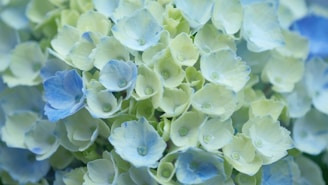 A calming cluster of blue hydrangeas and white roses, perfect for creating a tranquil atmosphere.