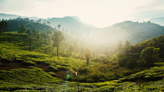 a lush green hillside covered in lots of trees