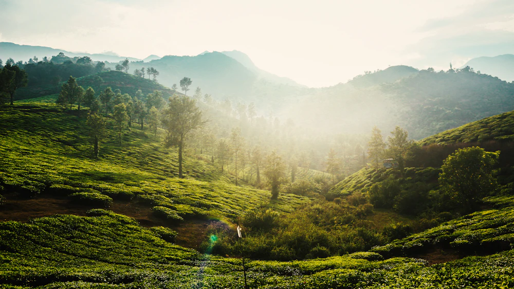 Sunbeams cutting through a Wayanad forest canopy