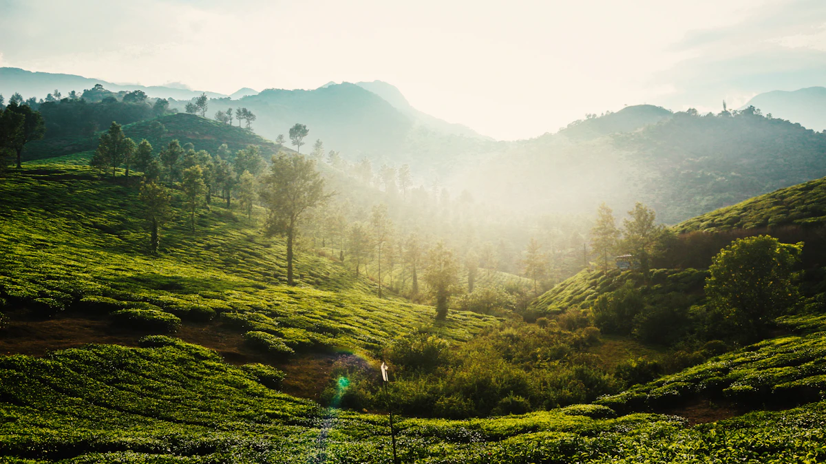 A tree-lined path cutting through the green tea estates near Chembra, Wayanad