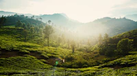 Top Sports Bars in Wayanad to Watch the Match With the Crowd
