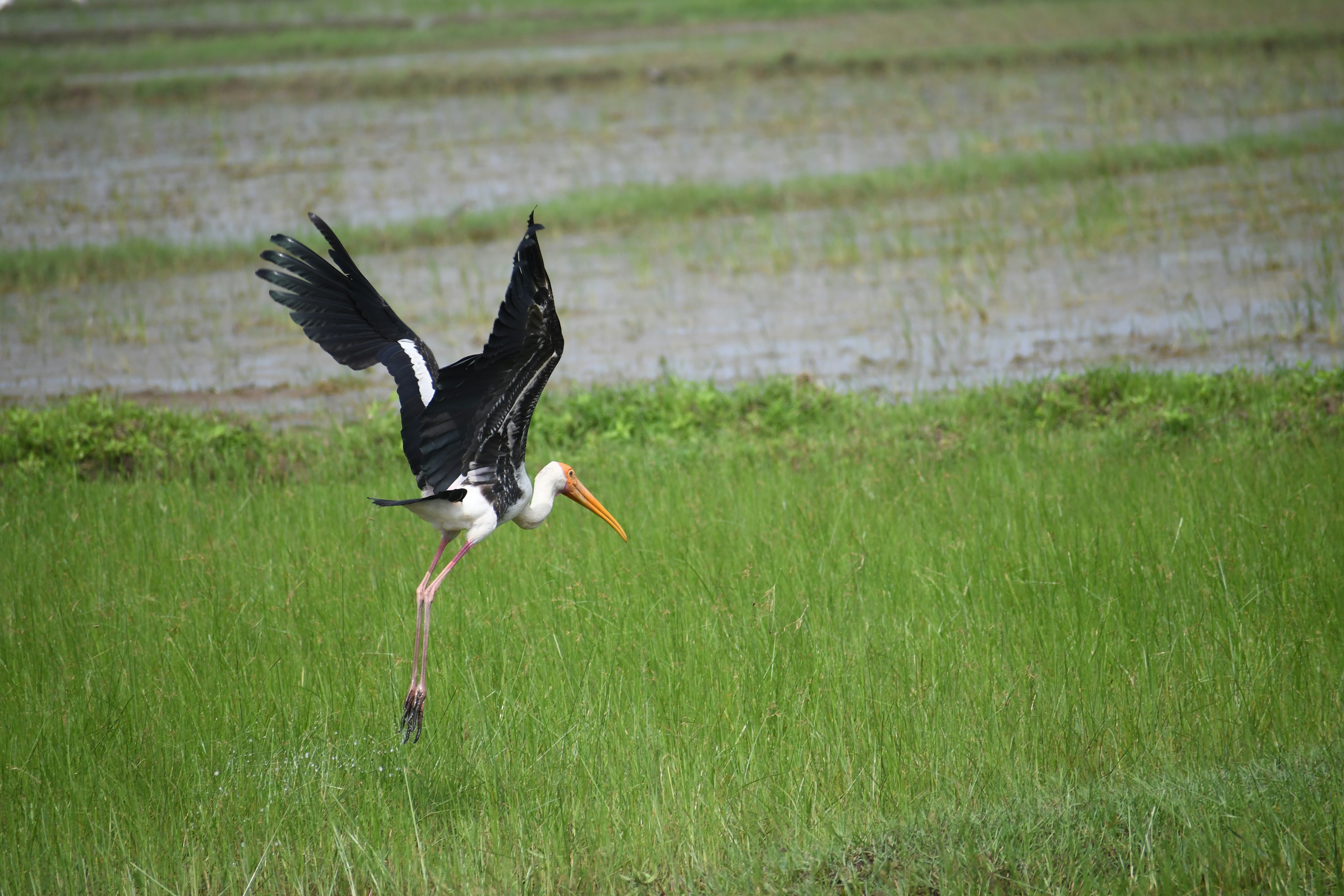 Photo by nataraj1202