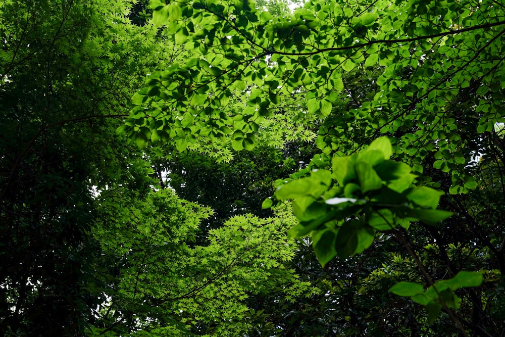 a tree in a forest