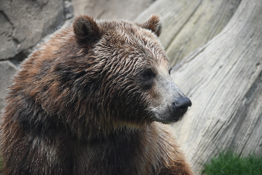 a close up of a bear near a rock wall