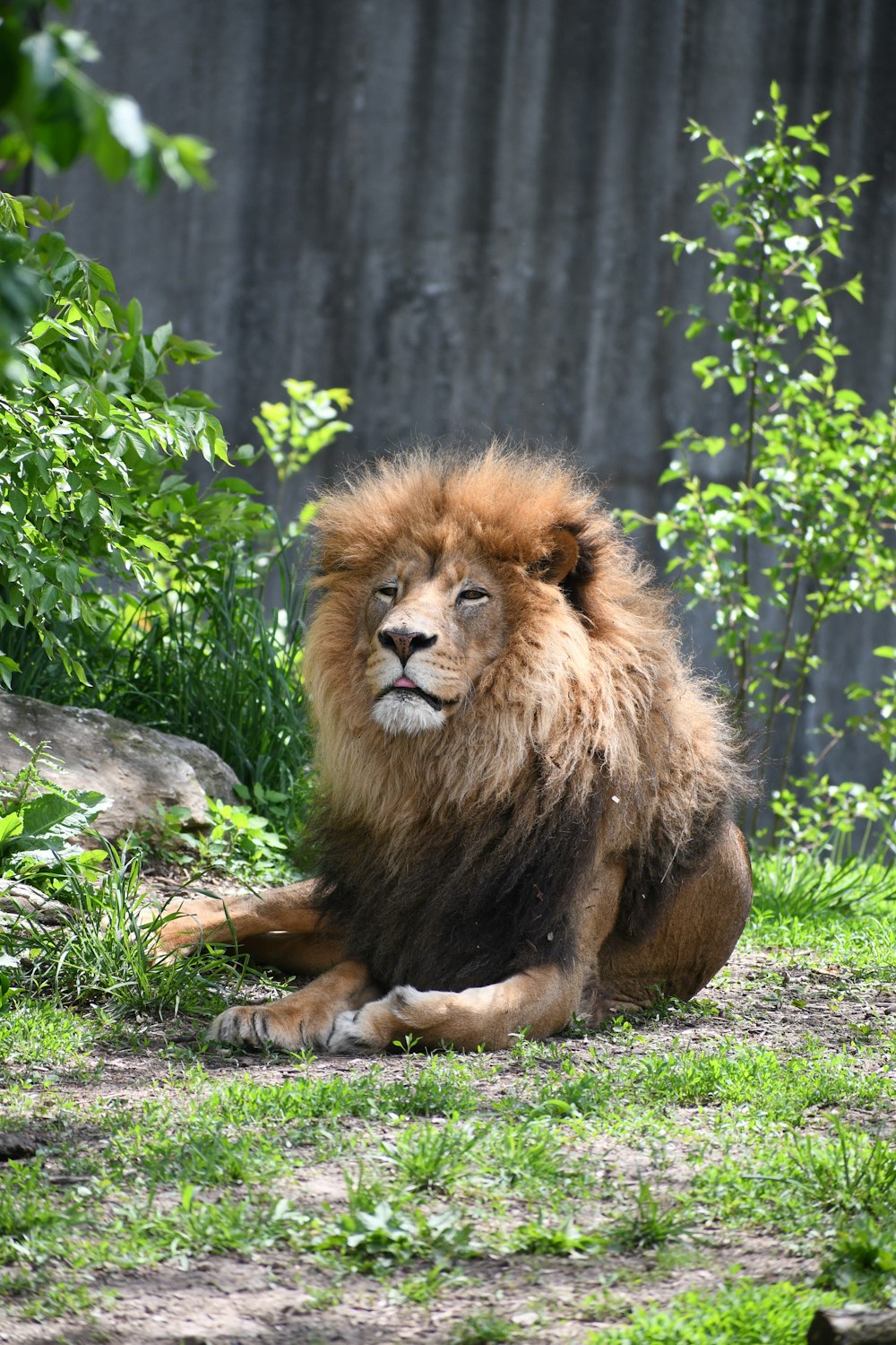 a lion sitting on the ground in the grass