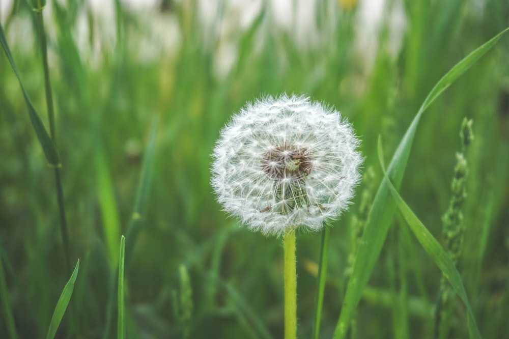 a close up of a dandelion in a field