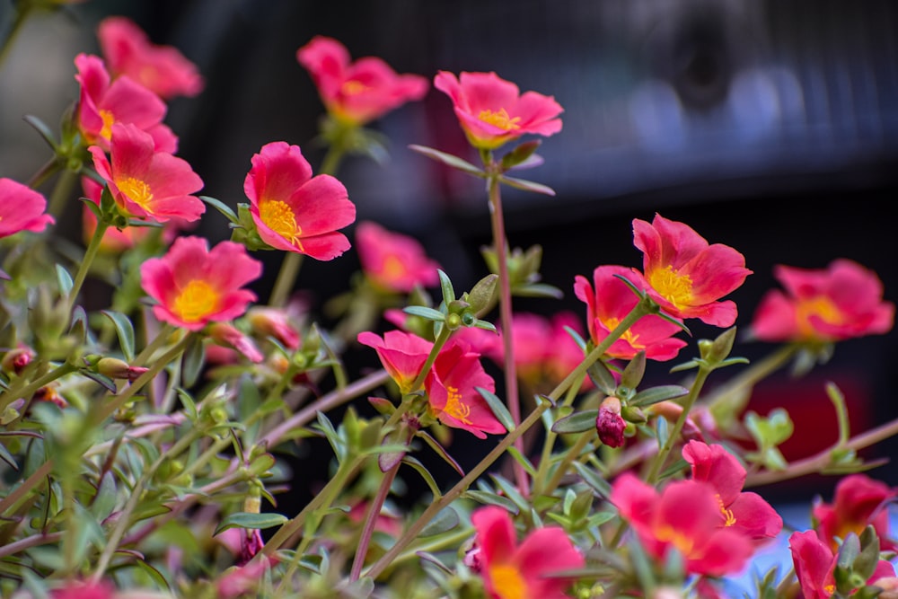 a close up of a bunch of pink flowers