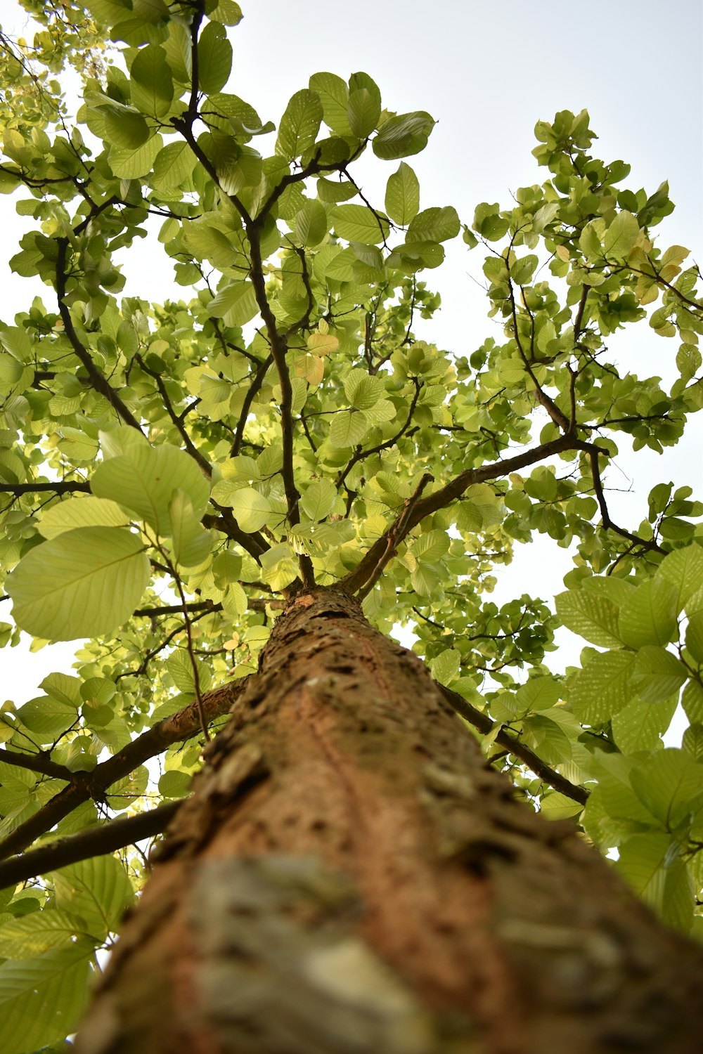 a tall tree with lots of green leaves