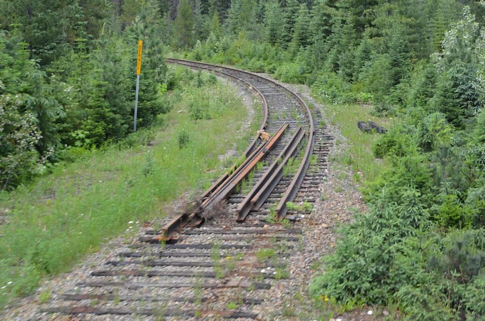 a train track in the middle of a forest