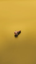 A single brown clove lies on a smooth, uniform surface with a mustard yellow color. The clove casts a soft shadow, and there is a minimalistic, isolated aesthetic to the presentation.