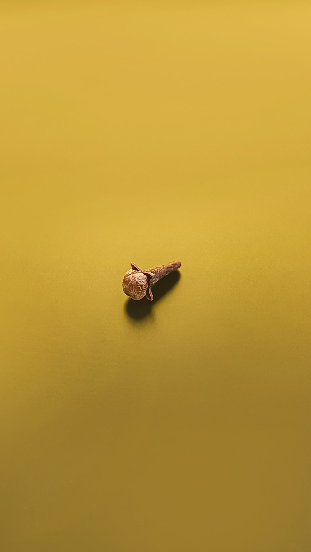 a single leaf on a yellow surface