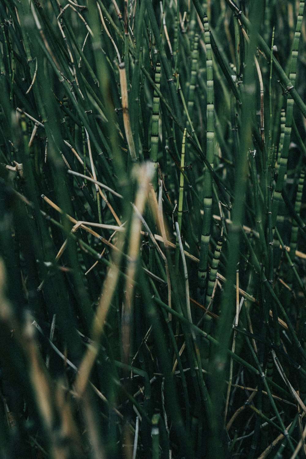 a close up of a bunch of green grass