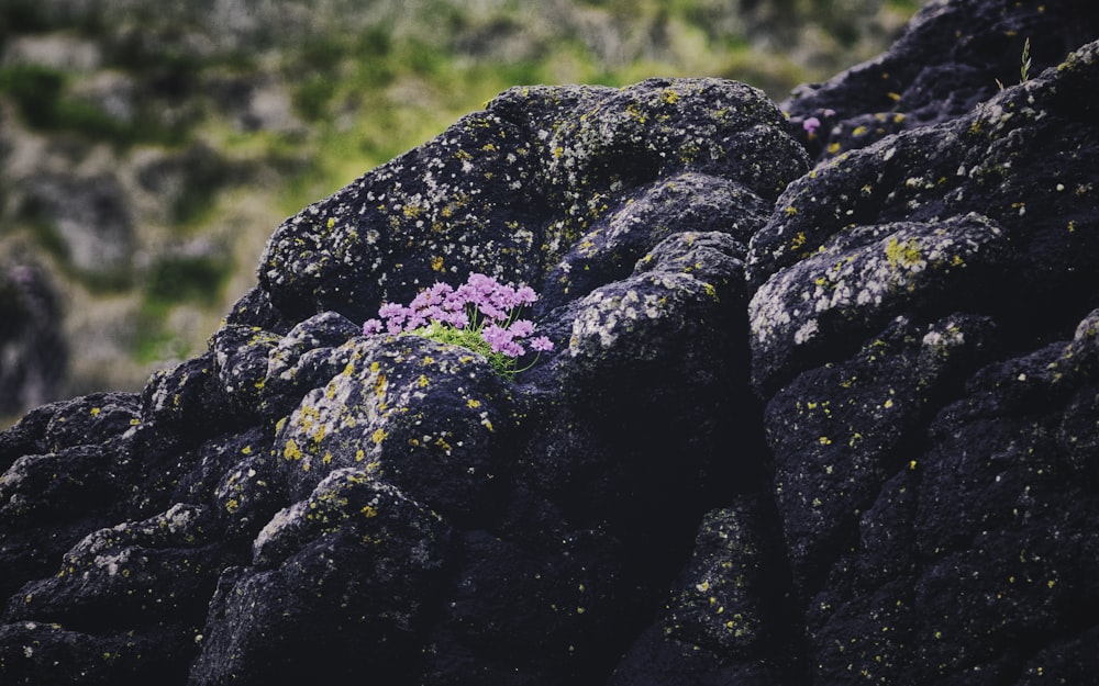 a small purple flower growing out of a crack in the rocks