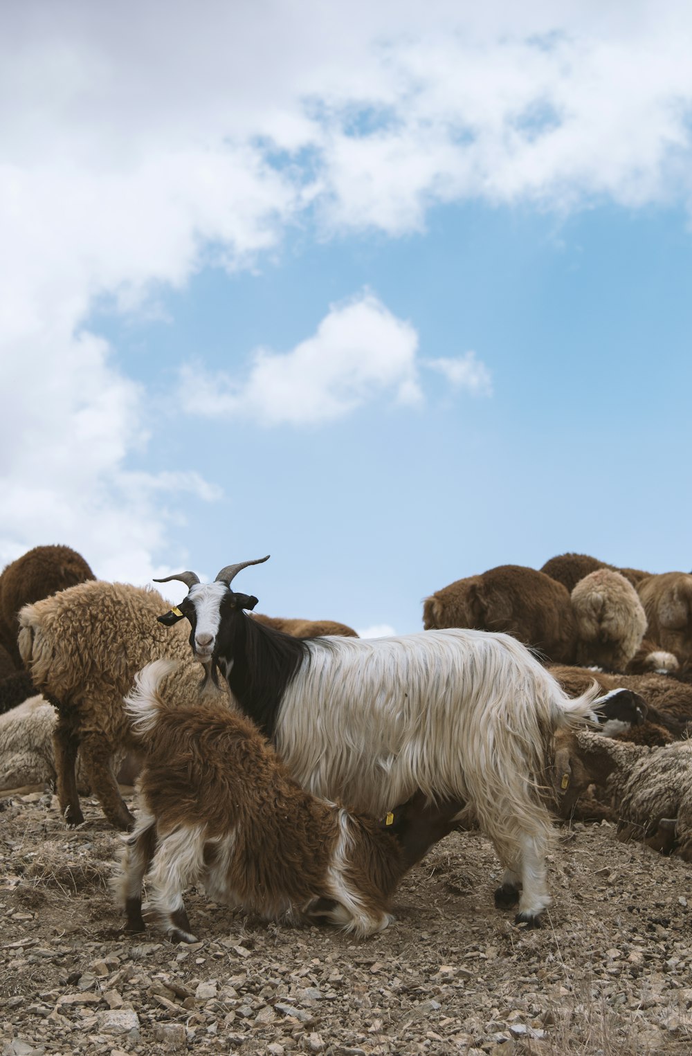 a herd of goats standing on top of a dry grass field