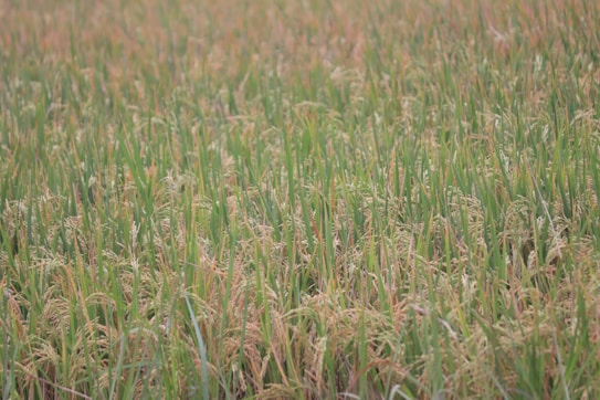 A dense field of rice plants with mature, golden-yellow panicles ready for harvest. The stalks are tall and green, blending with the golden hues of the grain heads.