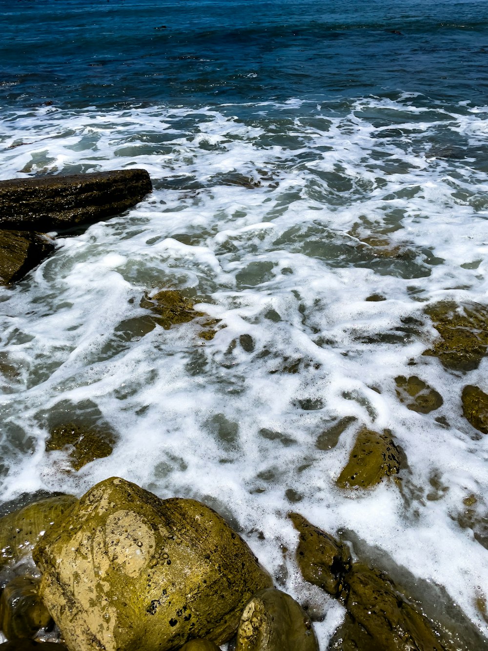 a bird is sitting on a rock near the ocean