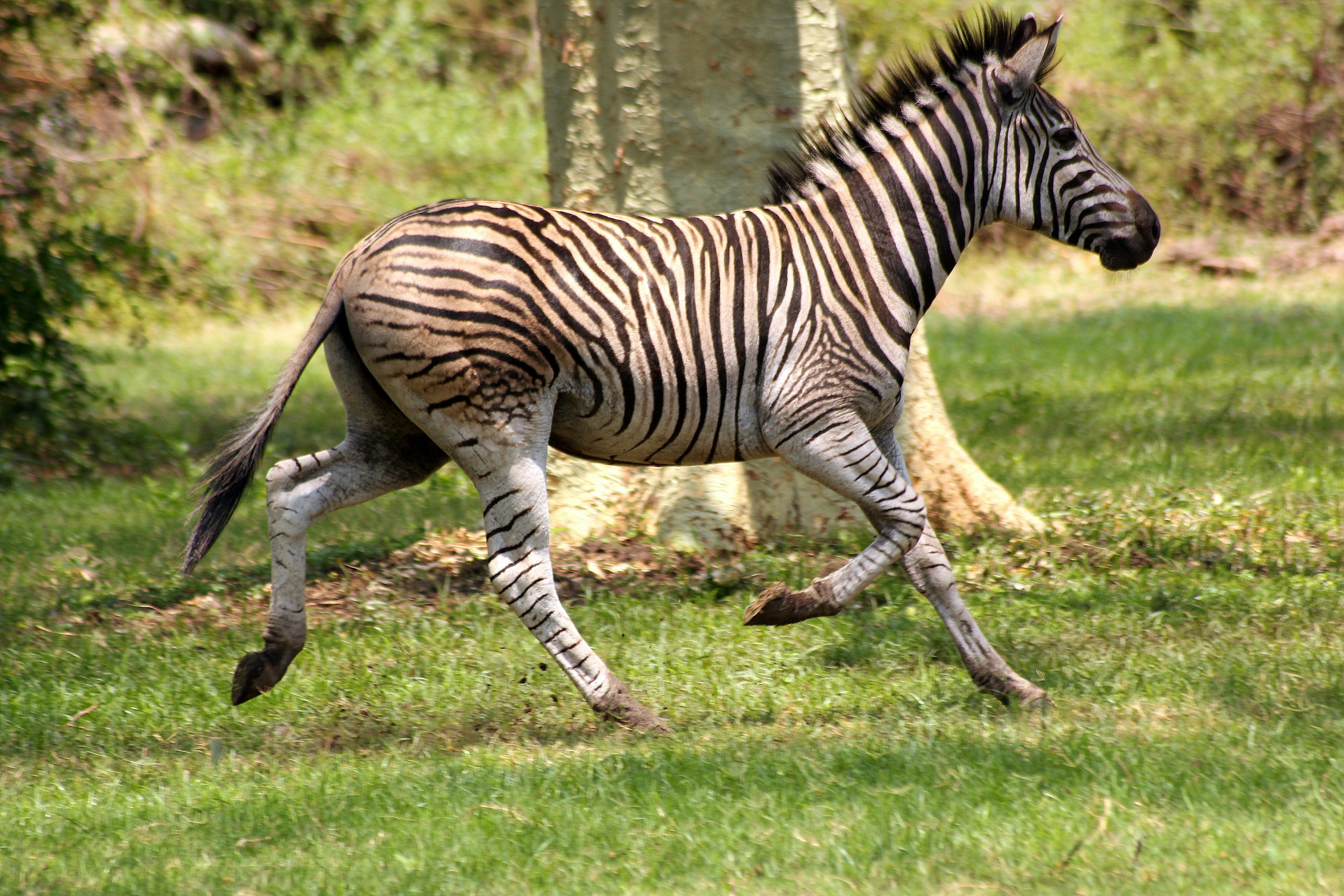 Zebra