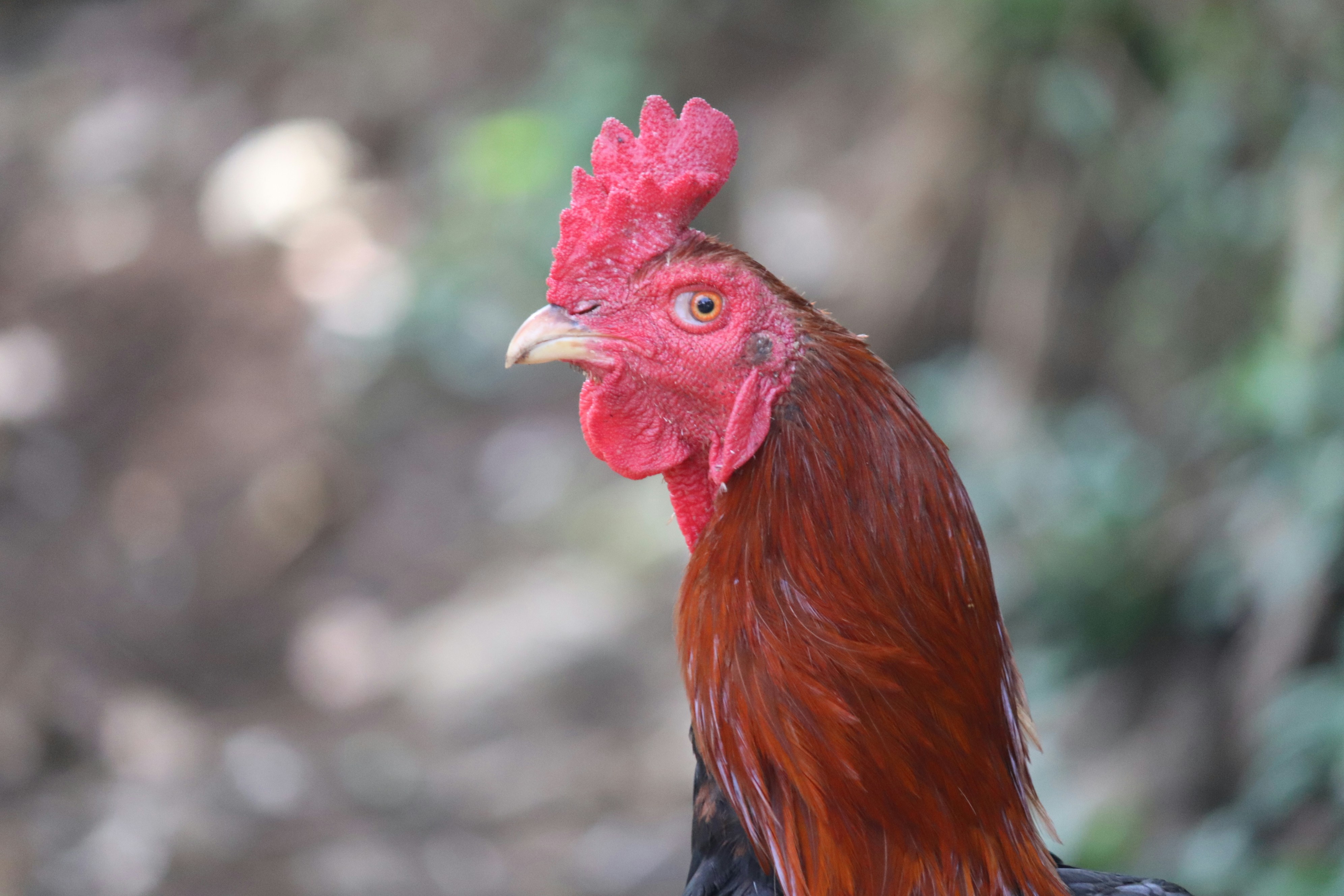 jengger kepala ayam jantan di kemranjen banyumas