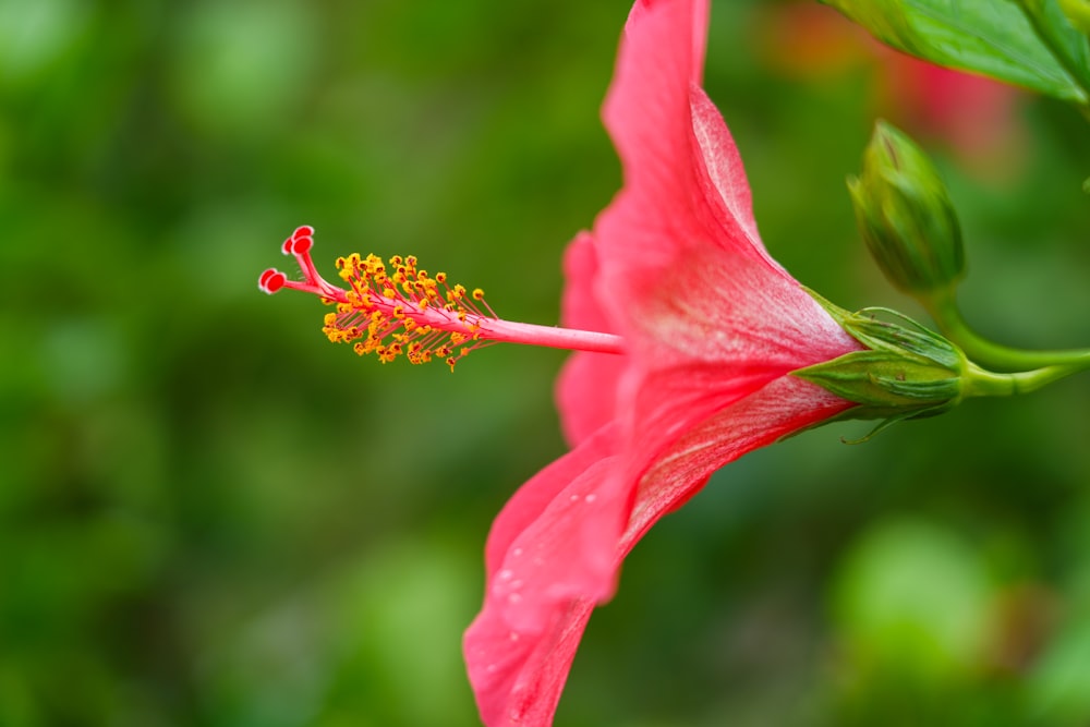 a pink flower with green leaves in the background