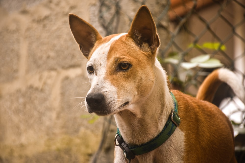 a brown and white dog standing next to a chain link fence