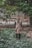 Elderly man in traditional attire sitting peacefully in a garden surrounded by herbal plants.