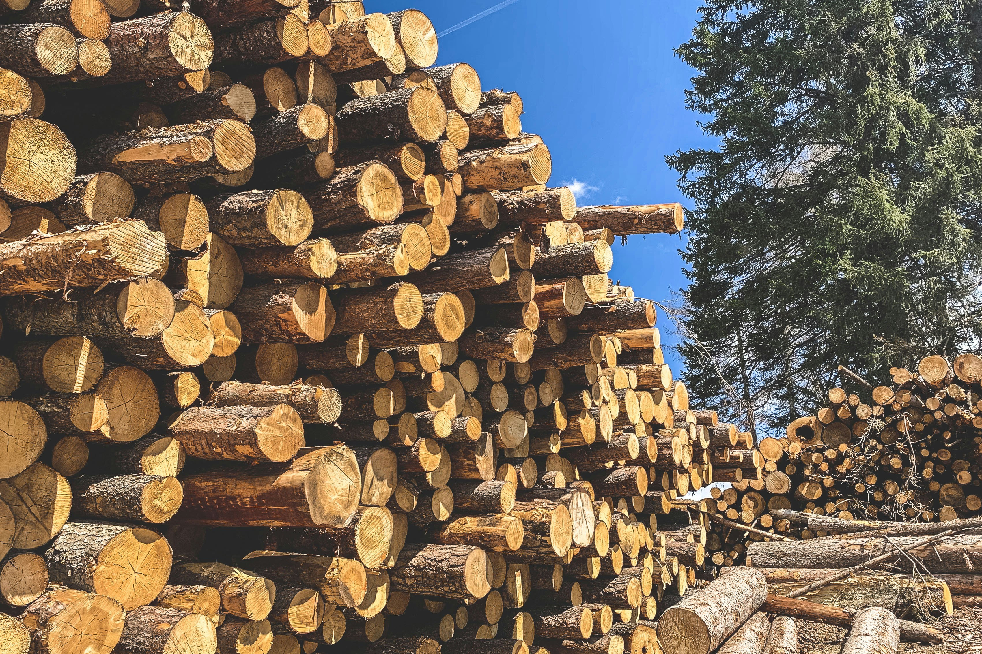 Un mucchio di tronchi seduti accanto a una foresta
