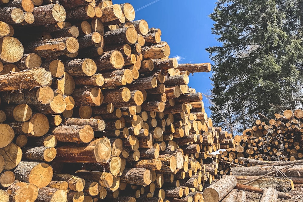 a pile of logs sitting next to a forest