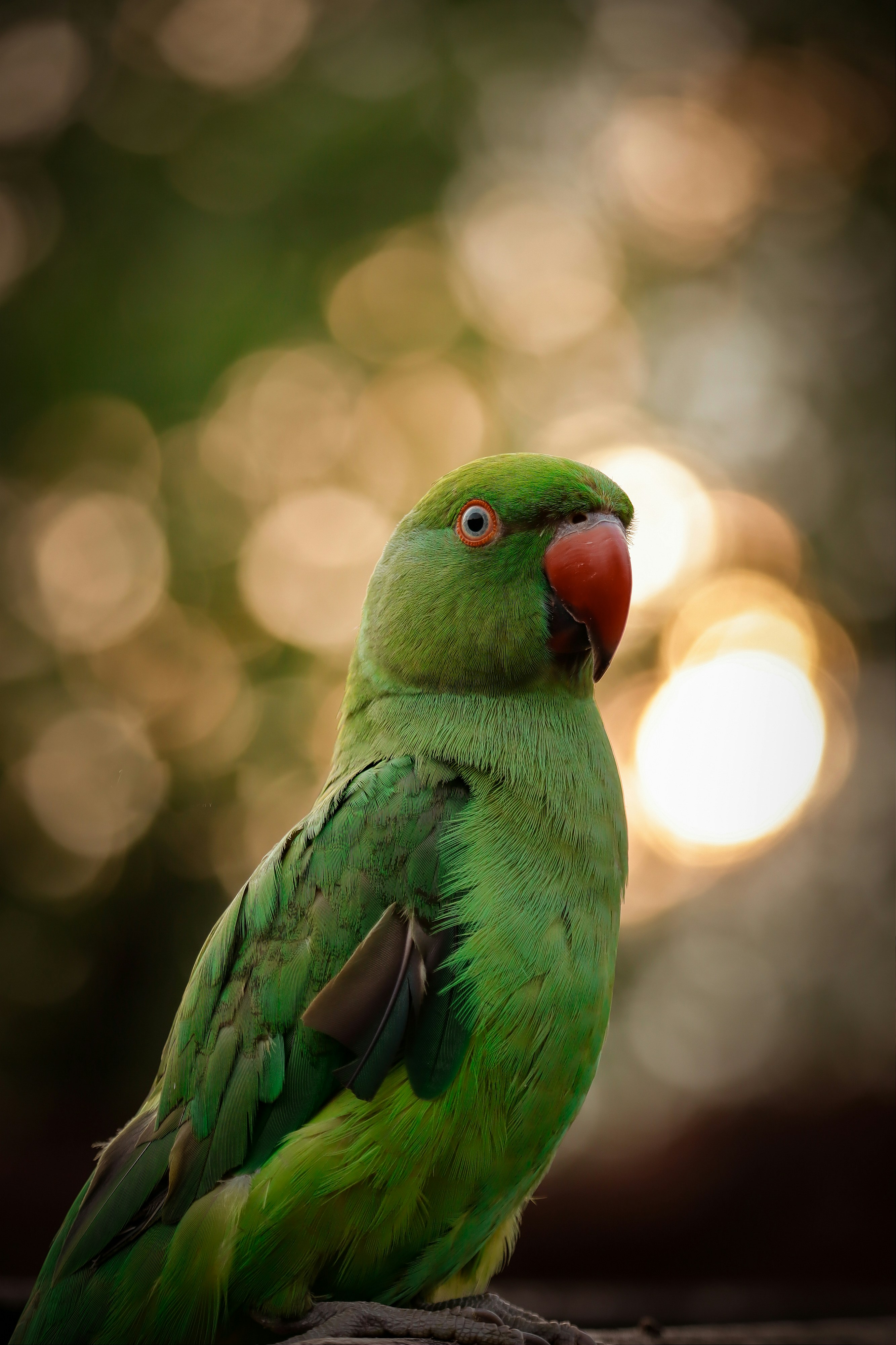 30k+ Green Parrot Pictures | Download Free Images on Unsplash