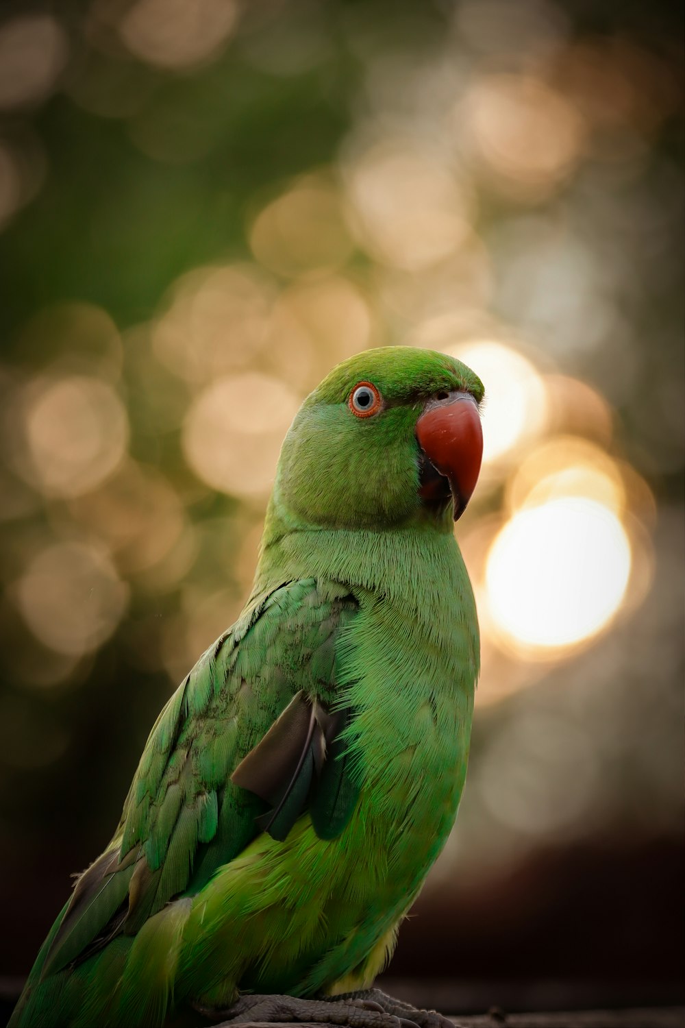 green bird in tilt shift lens