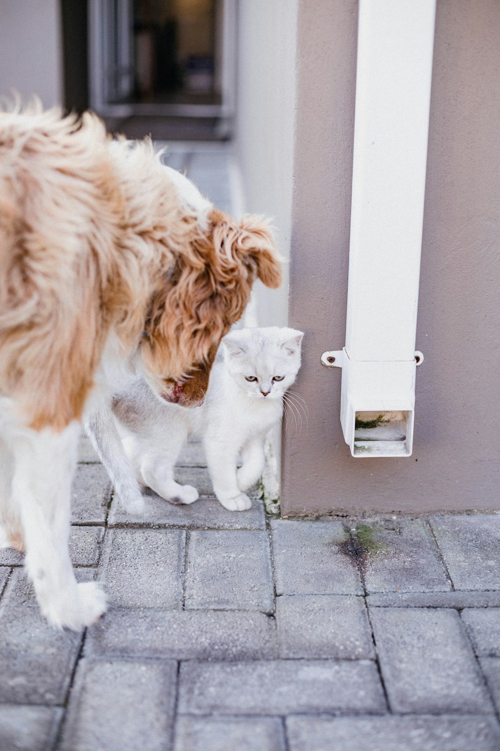 a dog and a cat are outside of a house