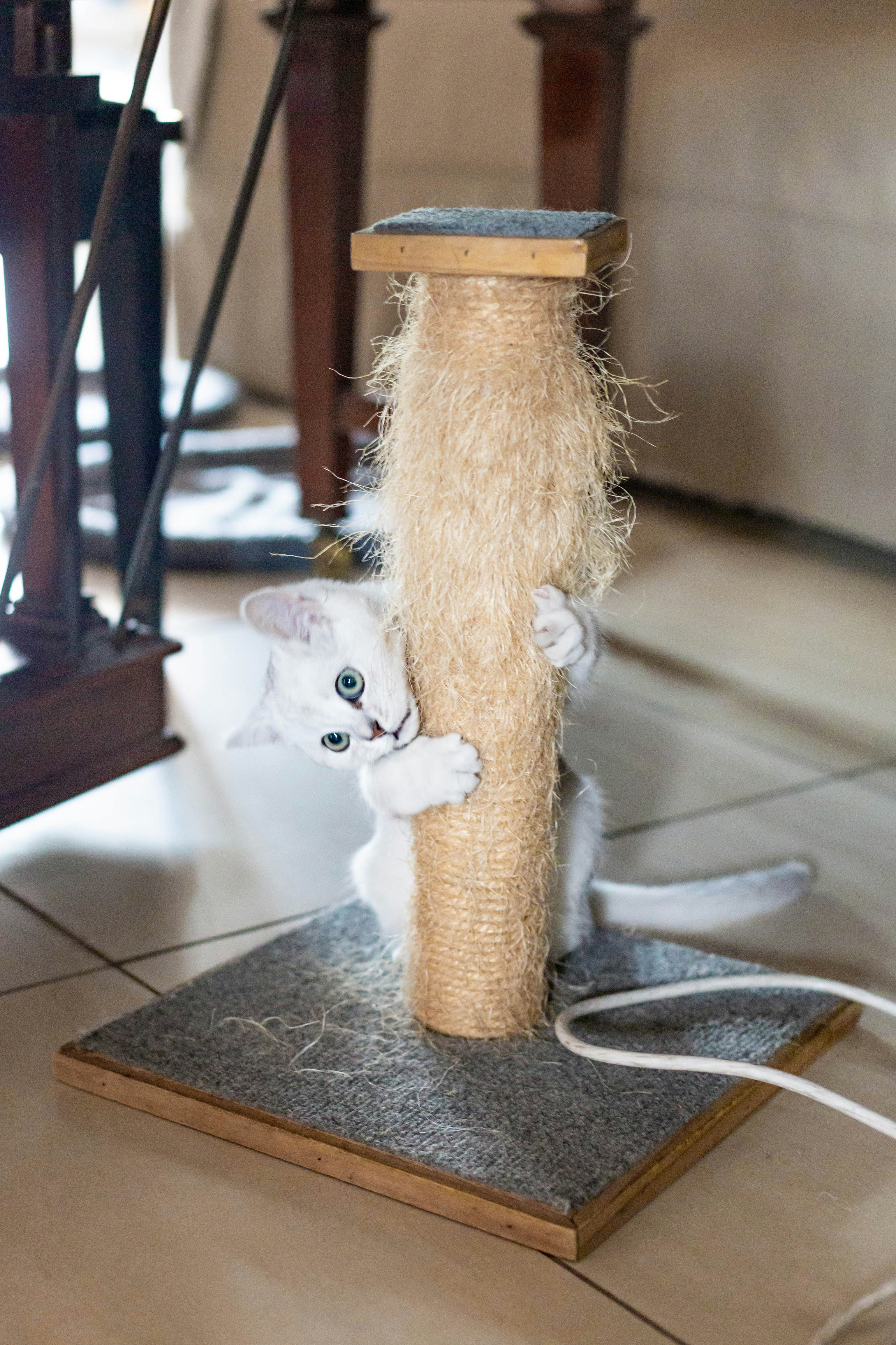 The Quirky Art of Picking: A Pet Vacuum Buying Guide for the Confused (and Maybe Slightly Overwhelmed)