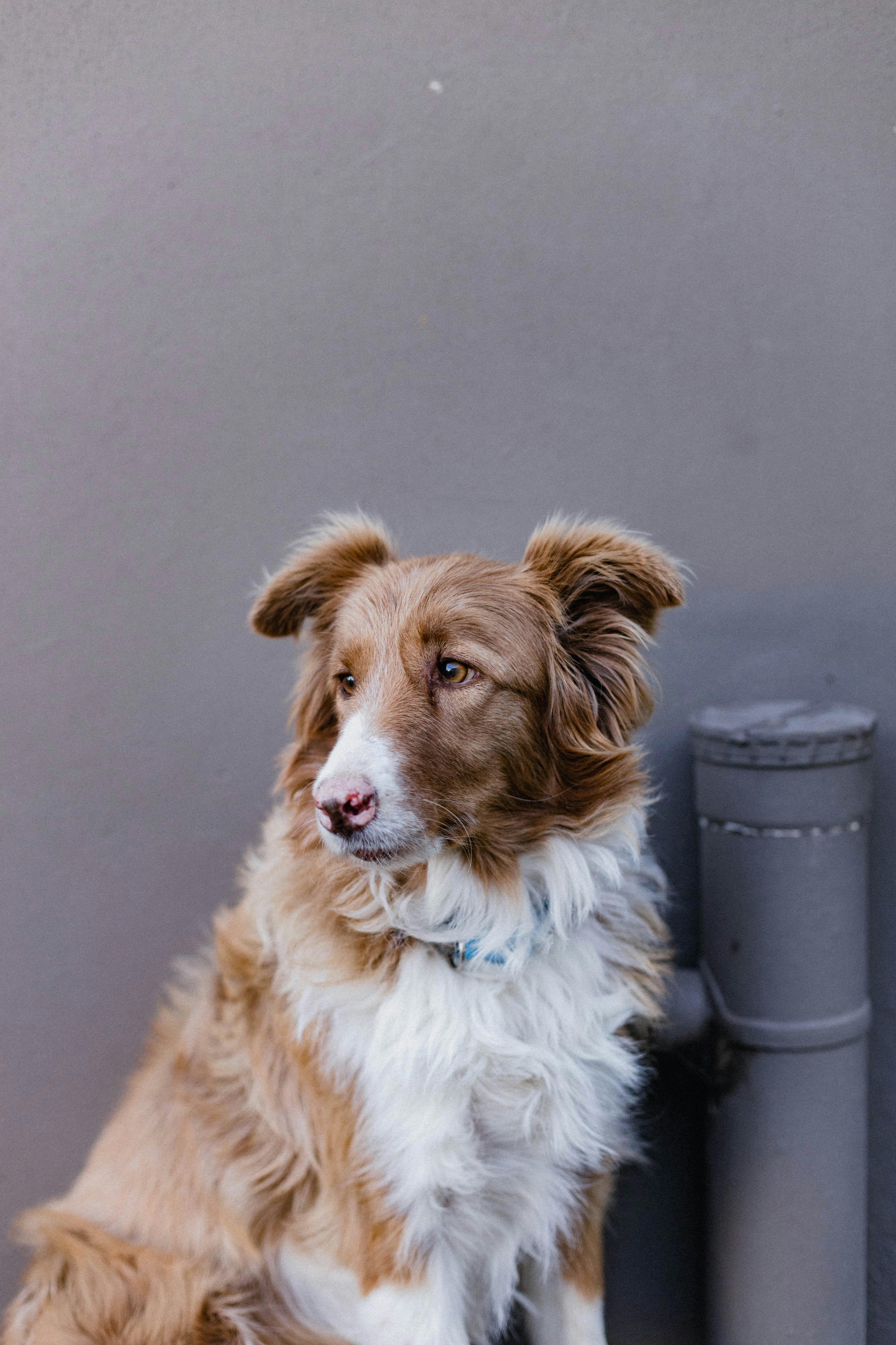 a brown and white dog sitting next to a wall