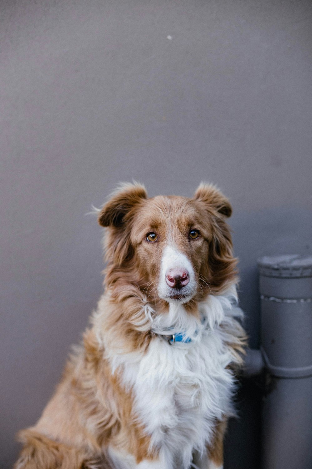 a brown and white dog sitting next to a trash can