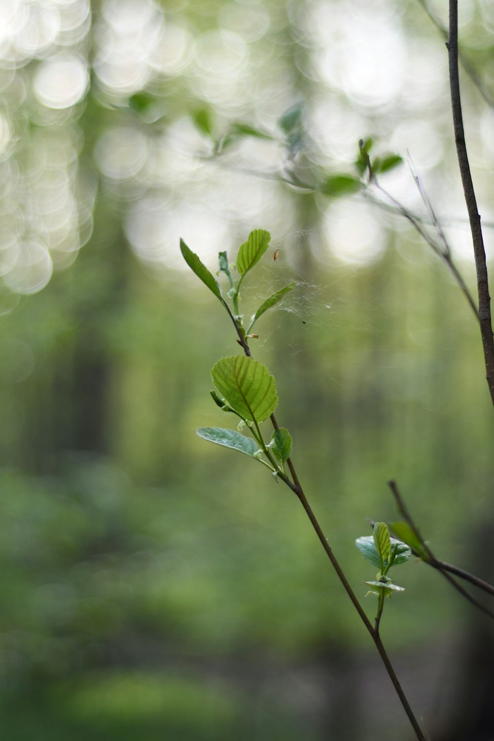 a branch of a tree with green leaves