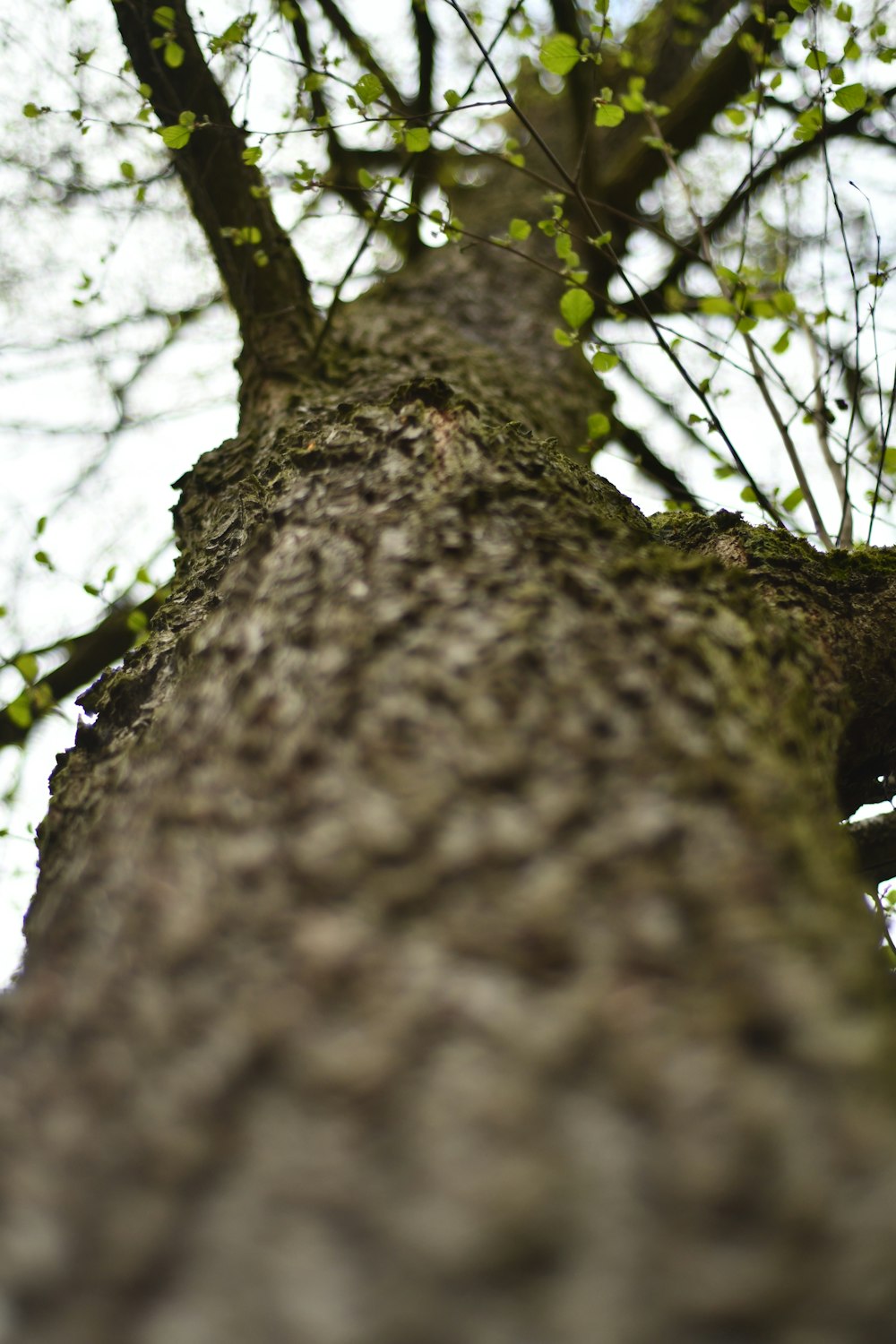 a close up of a tree trunk with a sky background