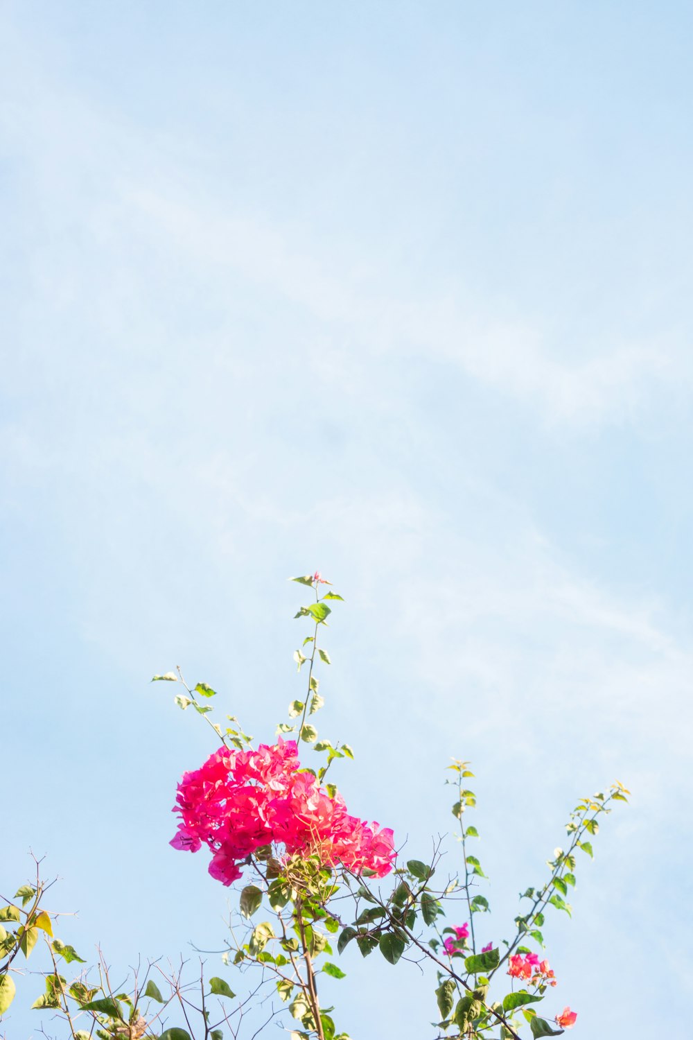 pink flowers with green leaves under white clouds