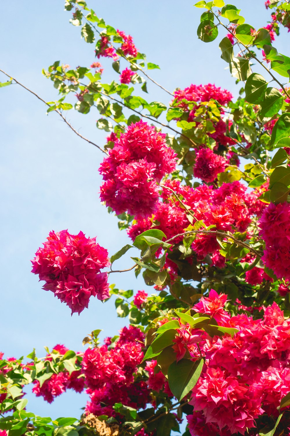 red flowers with green leaves under blue sky during daytime