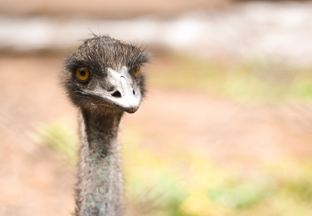 an ostrich looking at the camera with a blurry background