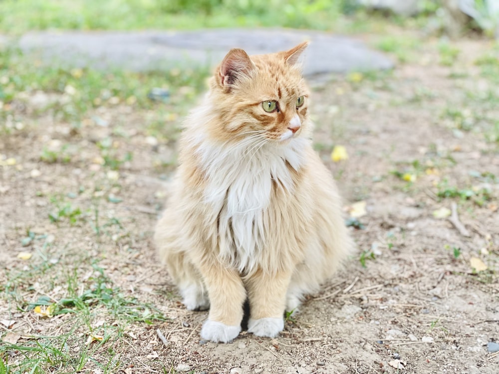 an orange and white cat sitting on the ground